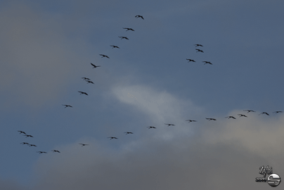 migrations grues