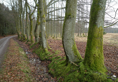 haies à l'abandon